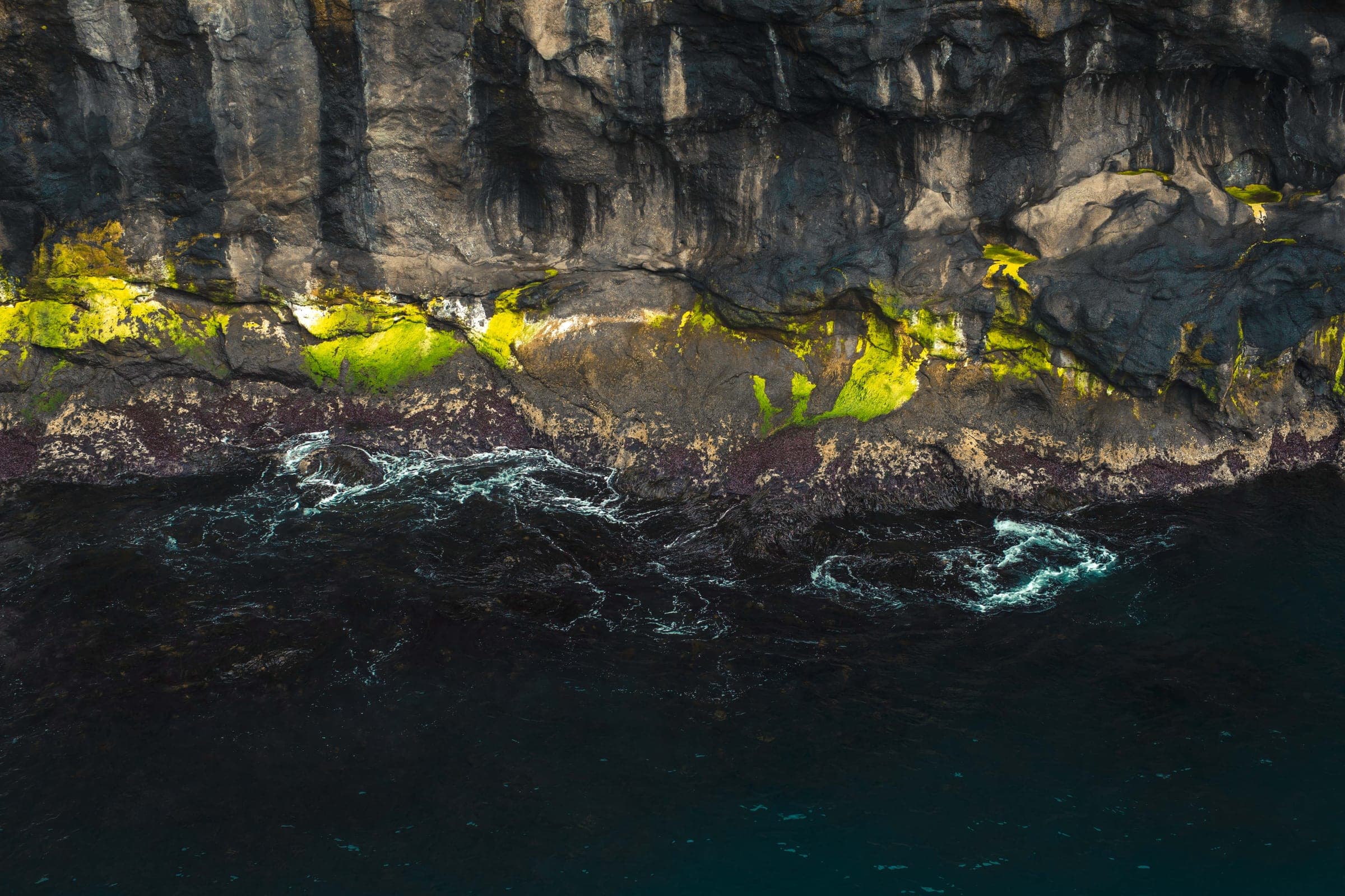 Cliff colony and seabirds